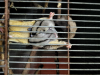 Sugar Glider  Tame Size Pair